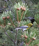 Townsends Warbler 5834